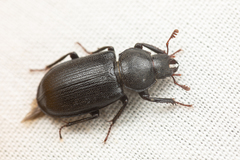 Platycerus marginalis