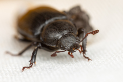 Platycerus marginalis