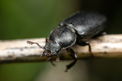 Platycerus marginalis