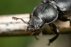 Platycerus marginalis