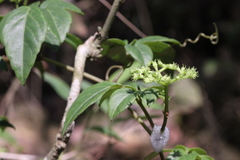 Causonis corniculata