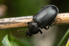 Platycerus marginalis