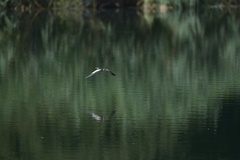 Ixobrychus minutus minutus