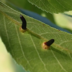 Caryomyia subulata