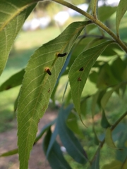 Caryomyia subulata