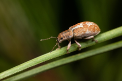 Pachyrhinus cinereus