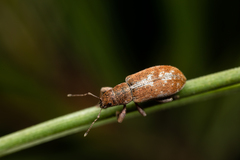 Pachyrhinus cinereus