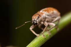 Pachyrhinus cinereus