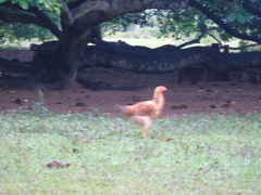 Gallus gallus domesticus
