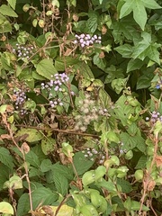 Conoclinium coelestinum