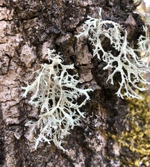 Evernia prunastri