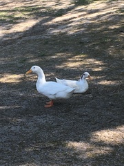 Anas platyrhynchos domesticus
