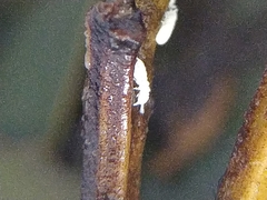 Onychiuroidea