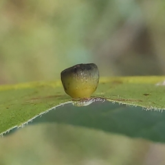 Caryomyia flaticrustum