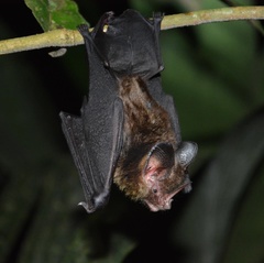 Gardnerycteris crenulatum