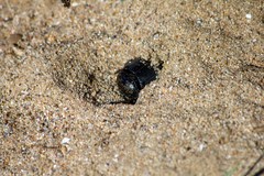 Scarabaeus semipunctatus