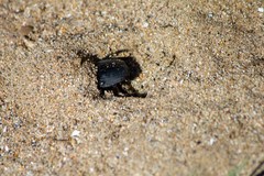 Scarabaeus semipunctatus