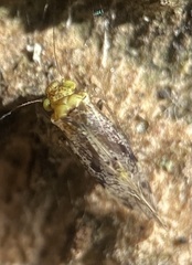 Trichadenotecnum alexanderae