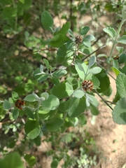 Buddleja marrubiifolia