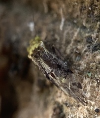 Trichadenotecnum alexanderae