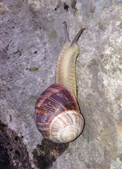 Helix schlaeflii