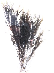 Cladostephus hirsutus