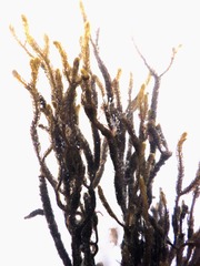 Cladostephus hirsutus