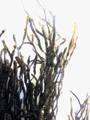 Cladostephus hirsutus