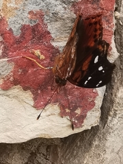 Hypanartia