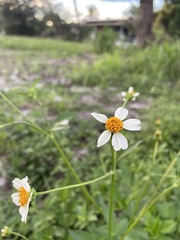 Bidens alba