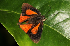 Deudorix diovis