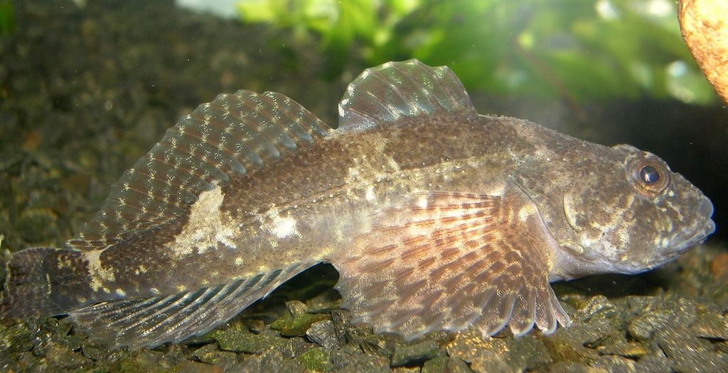 Common Bullhead