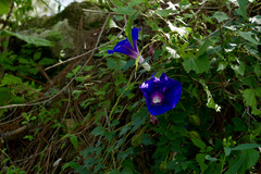 Ipomoea laeta