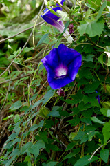 Ipomoea laeta