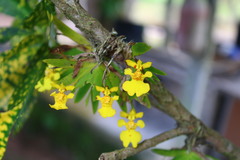 Erycina pusilla