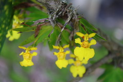 Erycina pusilla