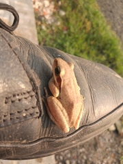 Polypedates maculatus