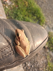 Polypedates maculatus