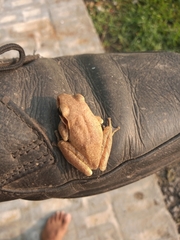 Polypedates maculatus