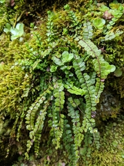 Asplenium trichomanes trichomanes