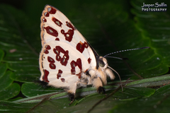 Anteros bracteata