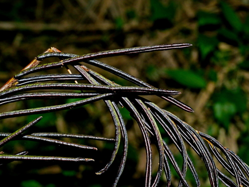 Image of Pentarhizidium orientale by (c) Jacy Chen, some rights reserved (CC BY)