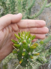 Austrocylindropuntia