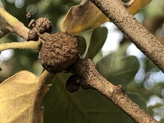 Andricus caliciformis