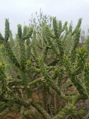 Austrocylindropuntia
