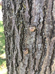Cepaea nemoralis