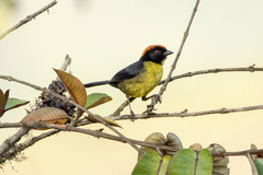 Atlapetes melanolaemus