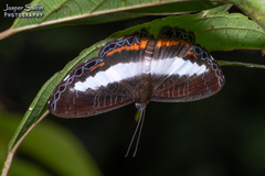 Nymphidium azanoides