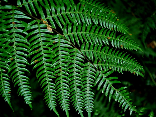 Image of Pteris terminalis by (c) Jacy Chen, some rights reserved (CC BY)