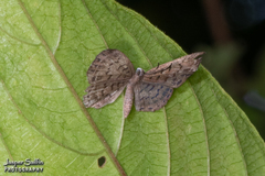 Adelotypa leucocyana
